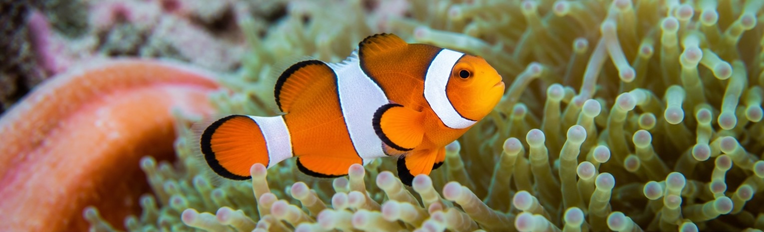 When Nature Changes the Rules: The Story of the Clownfish