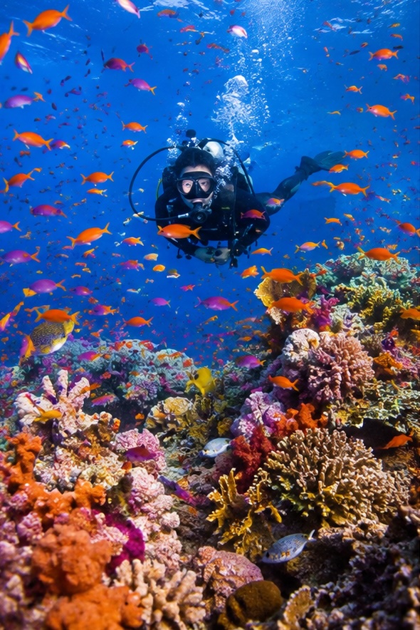 Diver on Reef
