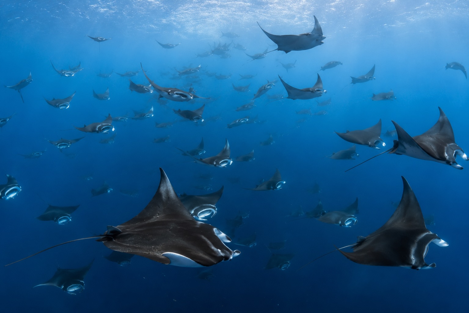 Mobula Rays